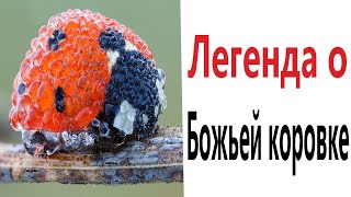 Приколы! ЛЕГЕНДА О БОЖЬЕЙ КОРОВКЕ - МЕМЫ!!! Смешные видео от – Доми шоу!