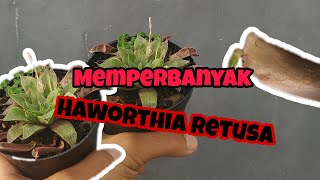 CARA MEMPERBANYAK HAWORTHIA RETUSA