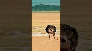 Ostriches swallow pebbles - Exciting Facts about the World #art #advertising #amazingfacts #artists