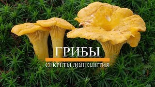 ГРИБЫ ЛИСИЧКИ - ЛЕЧЕБНЫЕ СВОЙСТВА. УБИВАЕМ ПАРАЗИТОВ. СЕКРЕТЫ ДОЛГОЛЕТИЯ