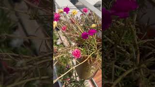 #song #garden #flowergarden #viralshort #viralvideo