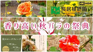 大阪イベント 秋のローズウィーク 長居公園「長居植物園」2023年 バラが見頃【4K】