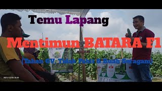 Temu Lapang Mentimun BATARA F1 #panencepat #tahanvirus #cappanahmerah #lampungtengah