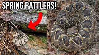 Springtime Rattlesnakes in Georgia! Diamondback, Timber, and Corn Snake Eating a Rat!