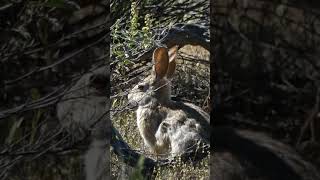 Arizona Rabbit 🐇 😍.  Birdwatching Arizona Sonoran Desert. bird watching 👀 AZ #wildlife