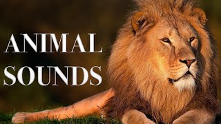 Animal Sounds for Kids to Learn Names & Sounds | 35 Amazing Animals for Children (Babies & Toddlers)