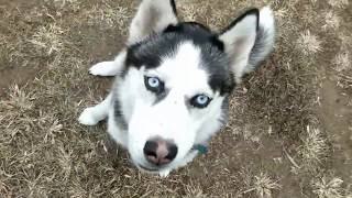 Storm, 10 Month Old Husky, Pulling, Separation Anxiety