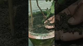 मई में गुलाब के पौधे को कौनसी खाद दें | Rose Plant Care | गुलाब