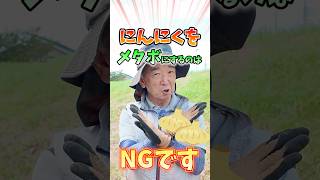 家庭菜園や農園のニンニク栽培でメタボにしない秘訣！肥料のコントロールのコツとニンニクの育て方！【農家直伝】#shorts