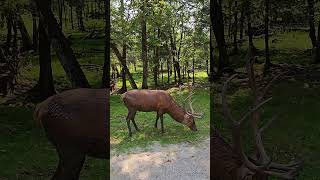 Red Deer With Amazing Antlers #shorts #wildanimals