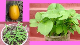 Growing Brinjal Seedlings. Eggplant seedlings. Brinjal cultivation.