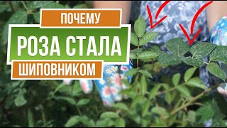 Роза стала Шиповником Что делать ☘ Как не допустить перерождение розы