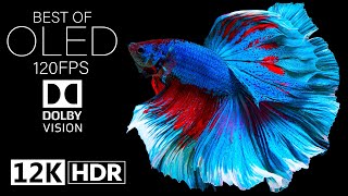 Dolby Vision 12K HDR on 120fps OLED Screen! 🌟