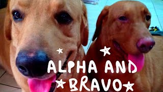 My Wonderpets labrador dogs: Meet Alpha and Bravo 🐕🐶🐩