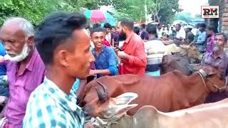 গরুর হাট | ঐতিহ্যবাহী লোহাই বাজার, শ্রীপুর, গাজীপুর | Lohai Bazar, Sreepur, Gazipur-BY Rm Tvc