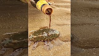 fishing #shorts sea cucumber