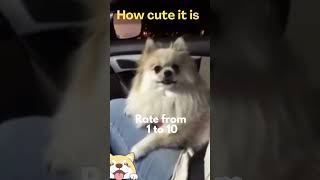 Cute animals - Funny actions