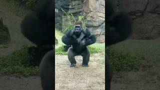 #animals #gorilla #gorillababy #ape #zoo #gorillazoe #monkey #nature #gorillamode #youtubeshorts