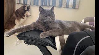 😺 Сиди молча, ты наказан! 🐕 Смешное видео с собаками, кошками и котятами! 😸