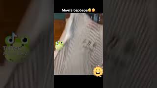 funny videos