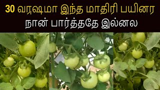 30 வருஷமா இந்த மாதிரி பயினர நான் பார்த்ததே இல்னல | #Vaayu #Yantra #Arogya | YK Laboratories#organic