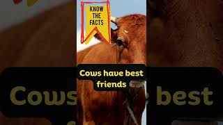 Cows Facts | facts #shorts #viralvideo #shortvideo