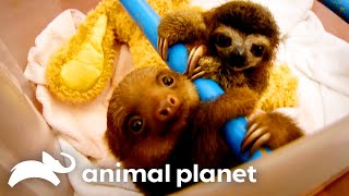 The Cutest Baby Animal Moments | Too Cute! | Animal Planet