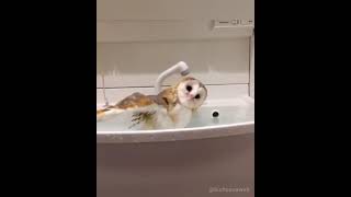 Owl taking bath✌🏻