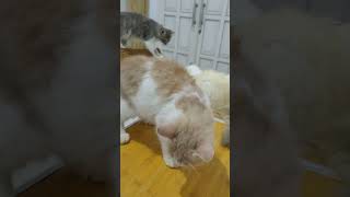 Atraksi dulu #kucing #kucinglucu #kucingimut #cat #catlover #catvideos #shorts #cats