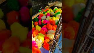 Colorful chicks || baby chicken colorful #colorfulchickens #chicks #amazing #youtubeshorts