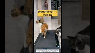 Have you ever seen a cat 😱😳 running or walking?क्या आपने कभी बिल्ली को दौड़ते हुए चलते हुए देखा है.