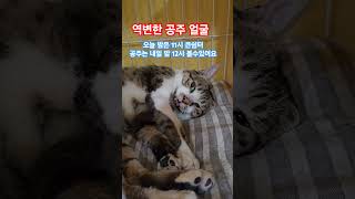 공주에서 머슴으로 변신중 ~#공영주차장#공주#구내염고양이