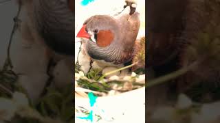 Zebra finch hacting 😉 #zebrafinch  #pets #viral #finches