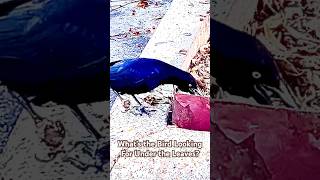 What’s The Bird Looking For Under the Leaves? #animal #nature #shortvideo #shorts #short #viralshort