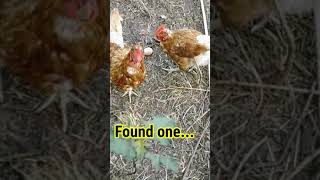 Finding Eggs in chicken farm#shorts