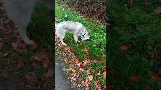 #short promenade de mon husky