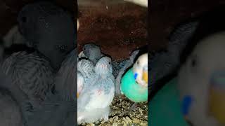 #birds बजरी#parrot vlogs my YouTube channel subscrabe#viralvideo #shortvideo