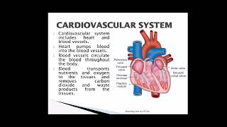 Cardio vascular شرح #كلية_الصيدلة