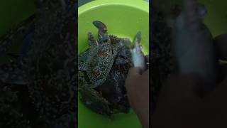 Kepiting Rajungan Hasil Menyulu #youtubeshorts