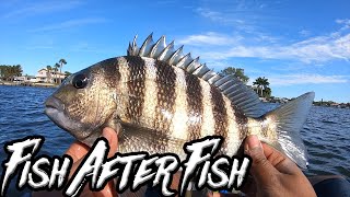 CATCHING BIG SHEEPSHEAD on Ultra Light Tackle!! (Leap Year Fishing)