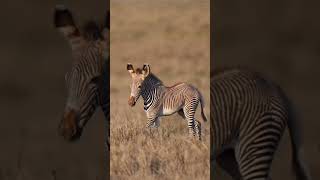 The Zebras The Hwange National Park -Zimbabwe 🇿🇼🏞️ #zebras #hwangenationalpark #viral #wildlife