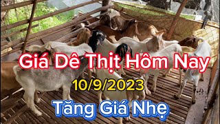 Giá Dê Thương Phẩm Hôm Nay 10/9/2023 đã tăng nhẹ tại Ninh Thuận