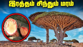 இரத்தம் சிந்தும் மரங்கள் - Rare Places on Earth Compilation