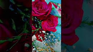 #red rose 🌹🌹🌹🌹 video #shorts #youtoubeshorts #travel #amazing  video