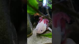 Аксолотль  ❤️ #аквариум #аксолотль  #axolotl