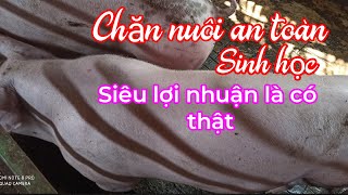 Chăn nuôi an toàn sinh học|siêu lợi nhuận là có thật