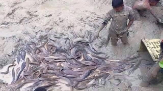 Wow ! Amazing Catch A lot of Fish - Catch Fish by Hands in Cambodia - Cambodia Traditional Fishing