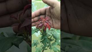 बरसात में गुलाब के पौधे पर ये काम करें फिर देखें कमाल | Rose Plant Care | गुलाब