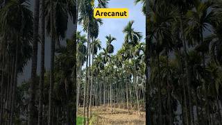 Arecanut #shorts