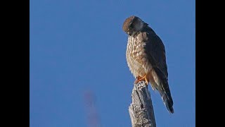 MERLIN MYSTIC LAKES DAM 2060 WED. FEB. 21, 2024  7889 7890